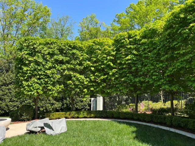 parrotia-persica-ppcm2-persian-parrotia-contemplation-persian-ironwood