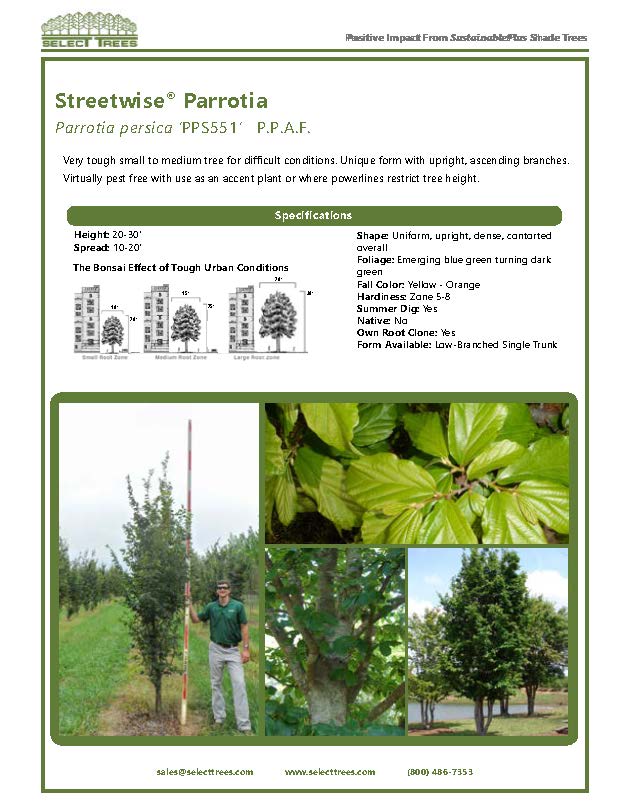 parrotia-persica-pps551-persian-parrotia-street-wise-persian-ironwood