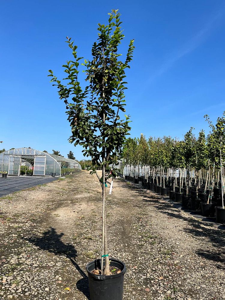 parrotia-persica-vanessa-persian-ironwood