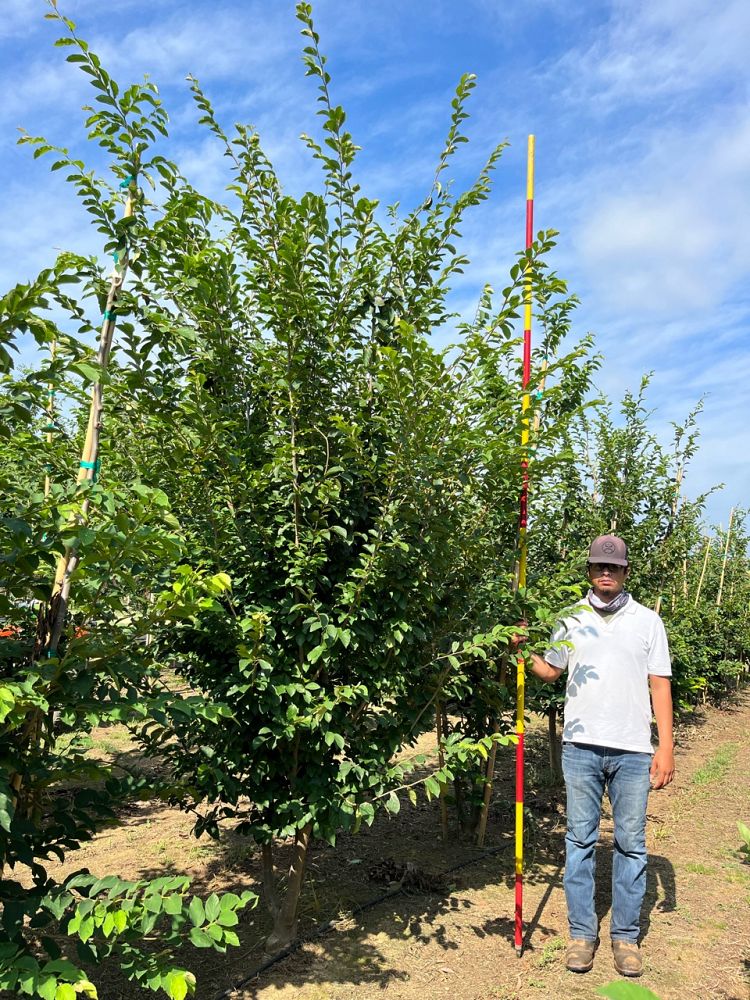parrotia-subaequalis-chinese-ironwood