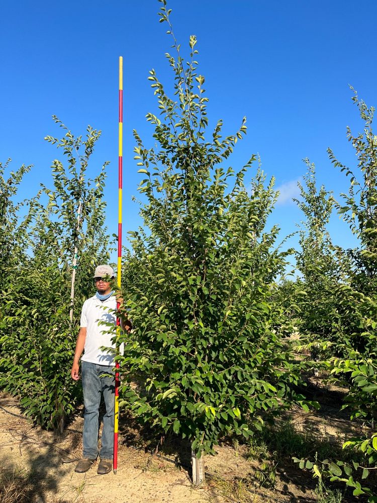 parrotia-subaequalis-chinese-ironwood