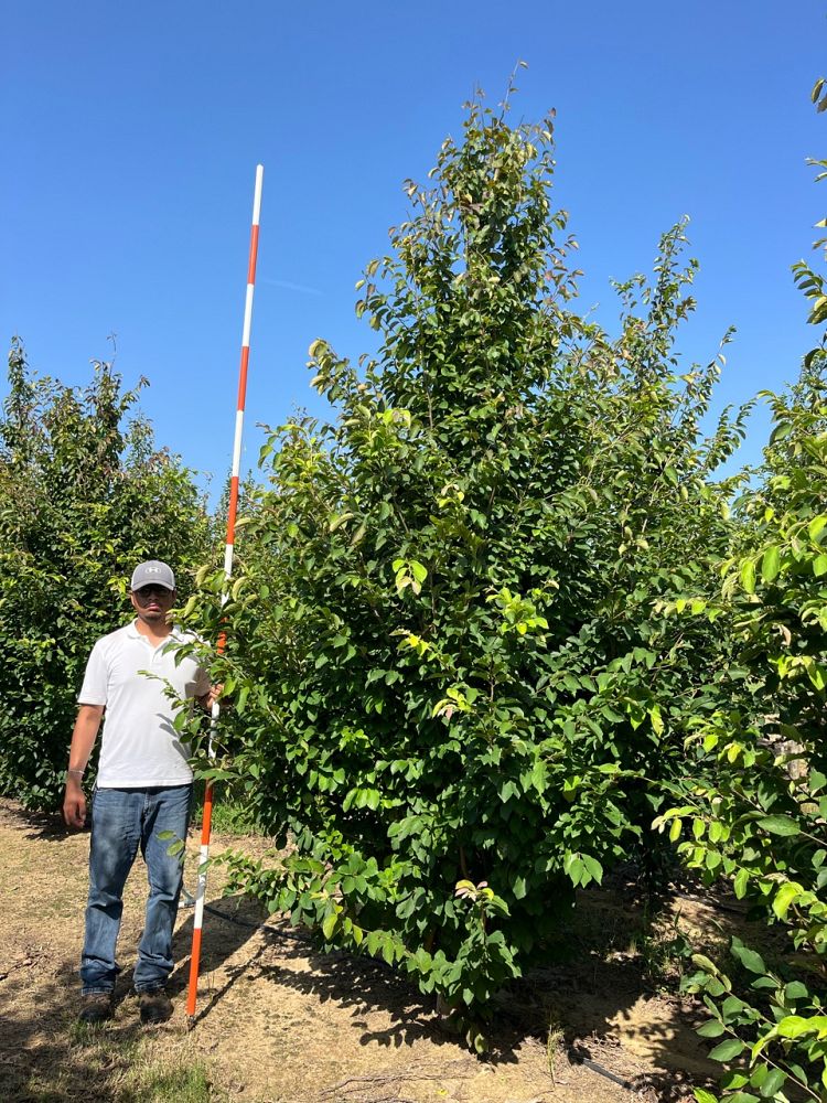 parrotia-subaequalis-chinese-ironwood