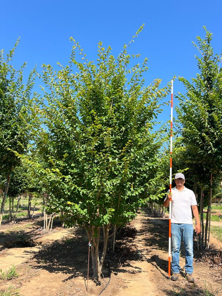 parrotia-subaequalis-chinese-ironwood