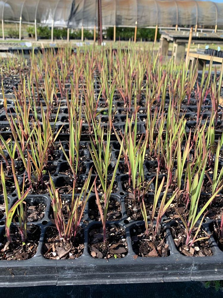 paspalum-floridanum-florida-paspalum