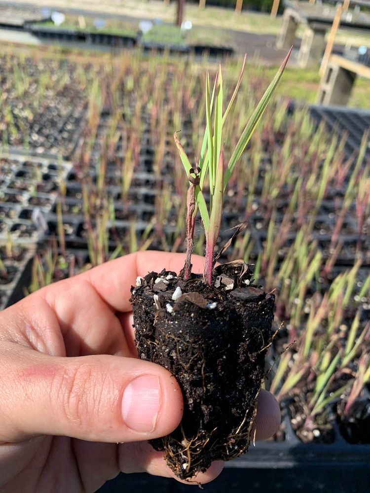 paspalum-floridanum-florida-paspalum