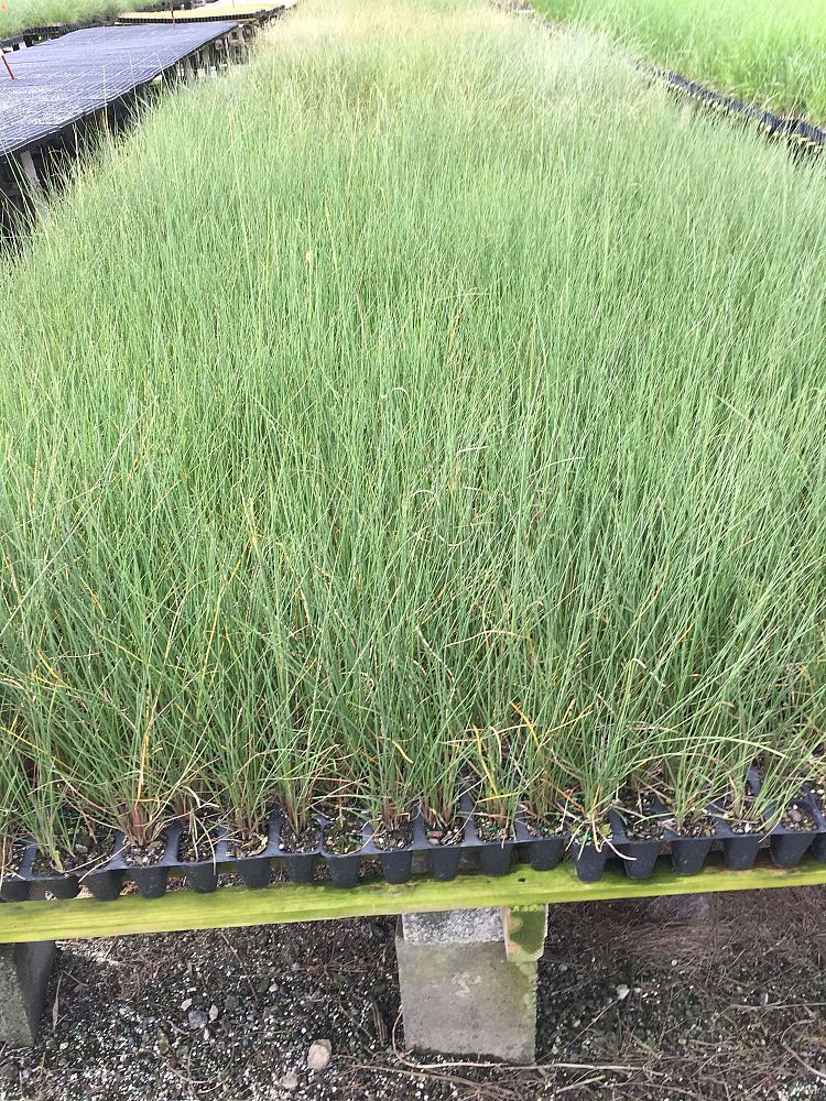 paspalum-monostachyum