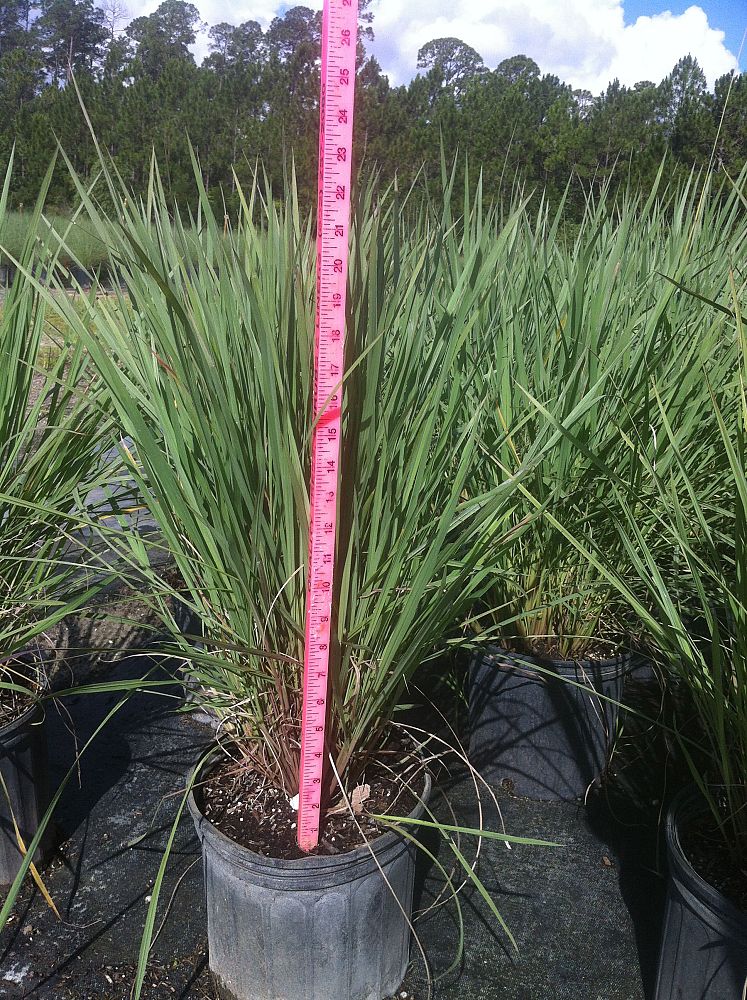 paspalum-quadrifarium-evergreen-paspalum-crown-grass