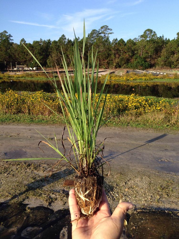 paspalum-quadrifarium-evergreen-paspalum-crown-grass
