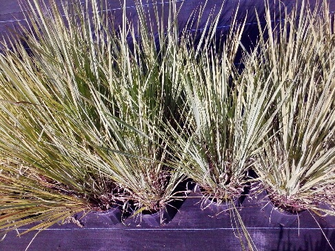 paspalum-quadrifarium-evergreen-paspalum-crown-grass