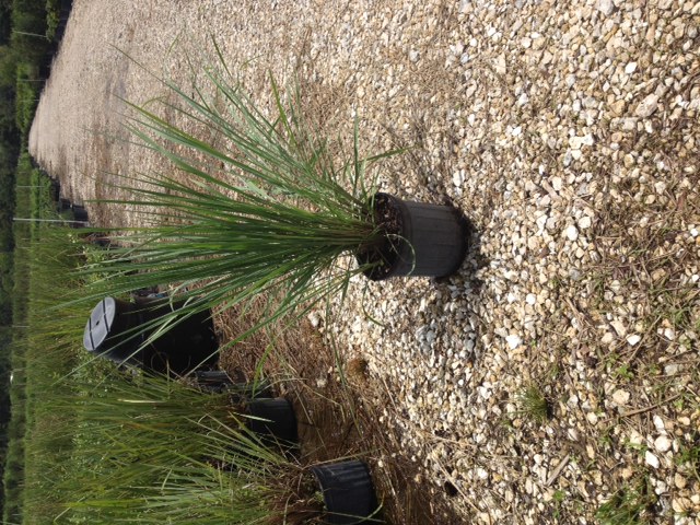paspalum-quadrifarium-evergreen-paspalum-crown-grass