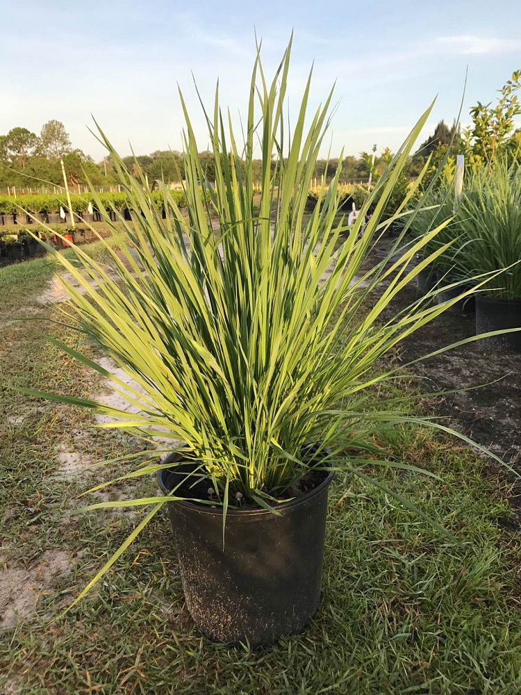 paspalum-quadrifarium-evergreen-paspalum-crown-grass
