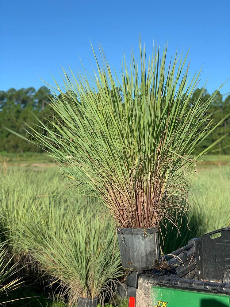 paspalum-quadrifarium-evergreen-paspalum-crown-grass