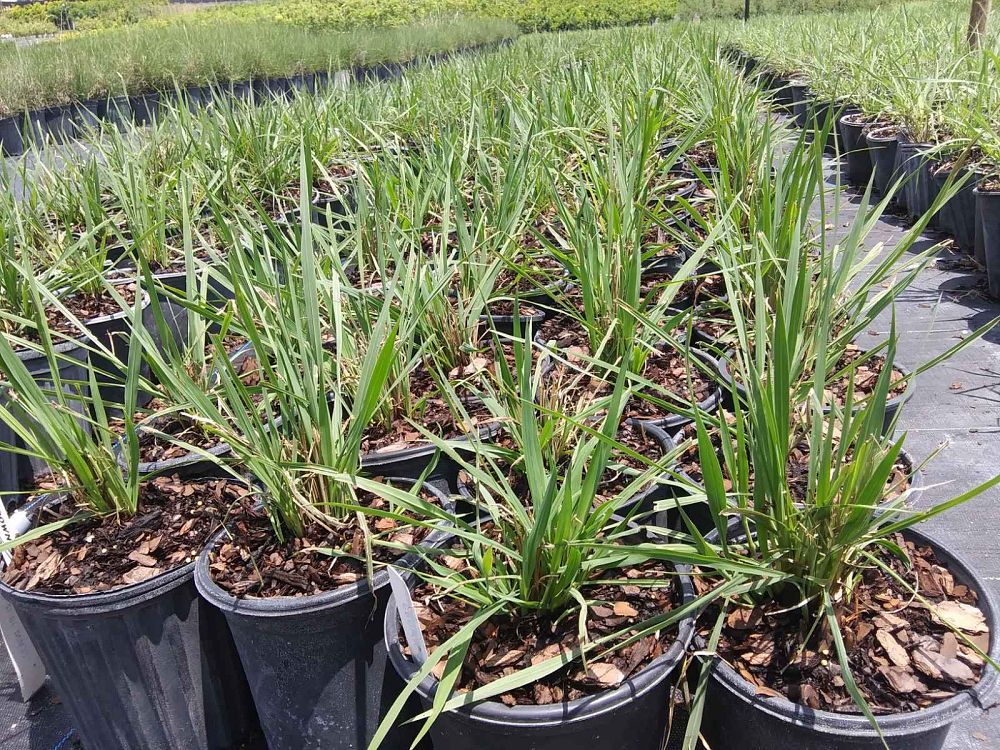 paspalum-quadrifarium-evergreen-paspalum-crown-grass
