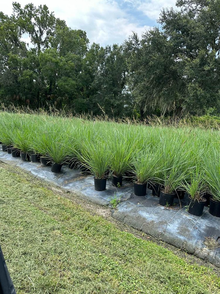 paspalum-quadrifarium-evergreen-paspalum-crown-grass