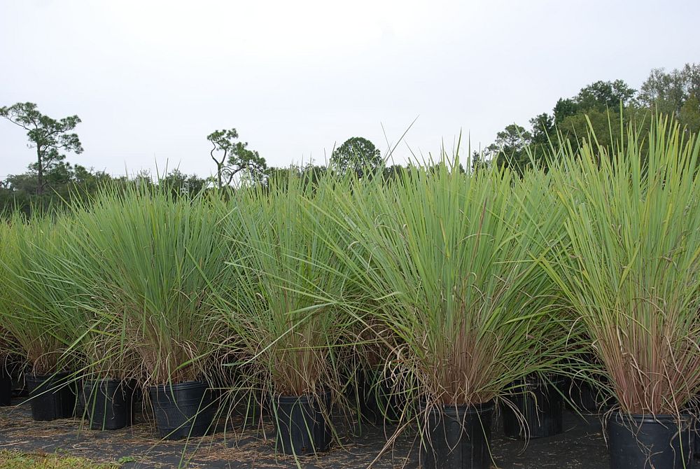paspalum-quadrifarium-evergreen-paspalum-crown-grass