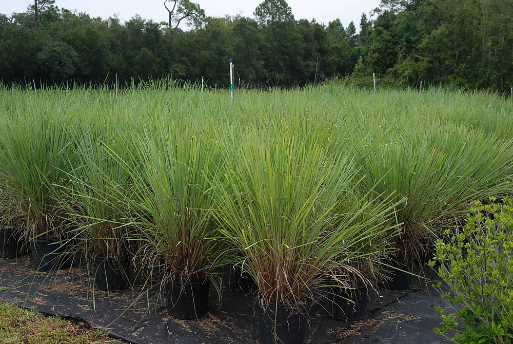 paspalum-quadrifarium-evergreen-paspalum-crown-grass