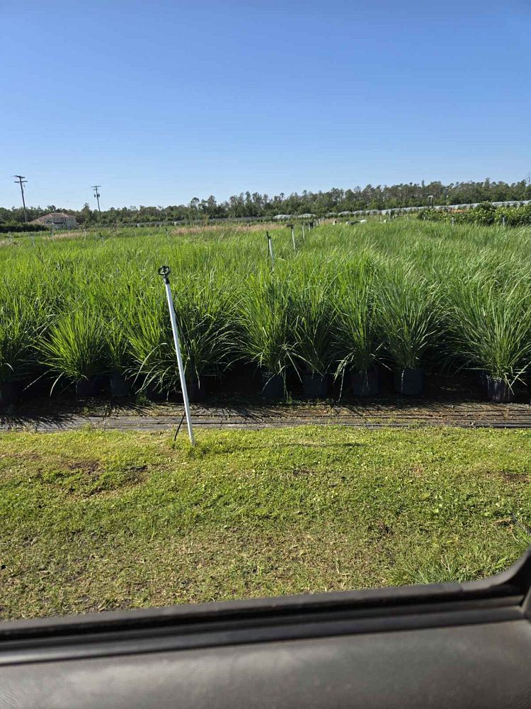 paspalum-quadrifarium-evergreen-paspalum-crown-grass