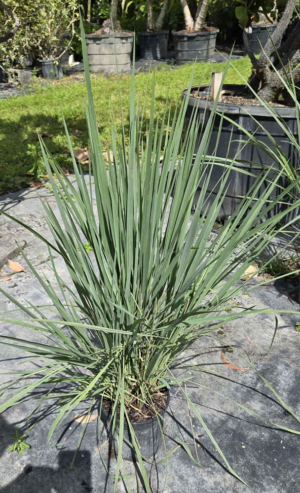 paspalum-quadrifarium-evergreen-paspalum-crown-grass