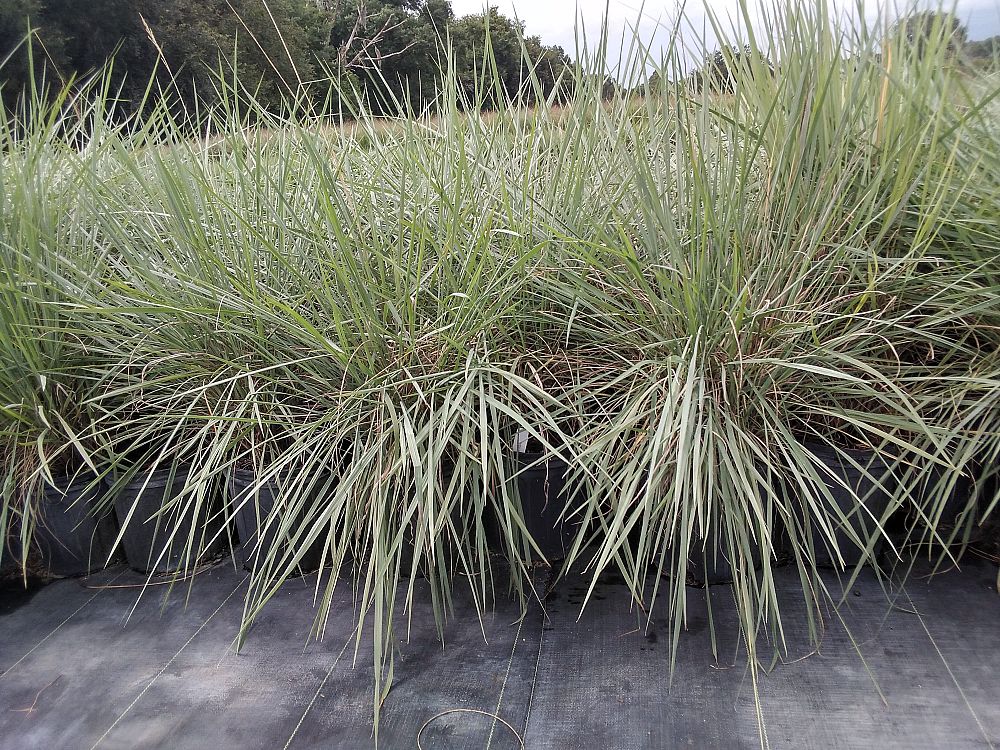 paspalum