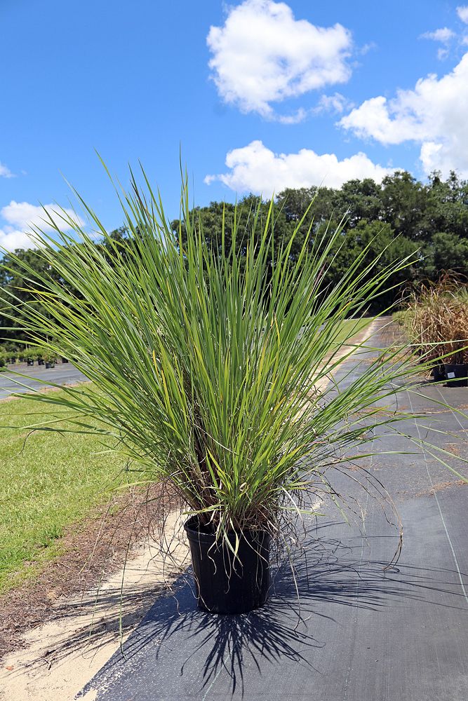 paspalum