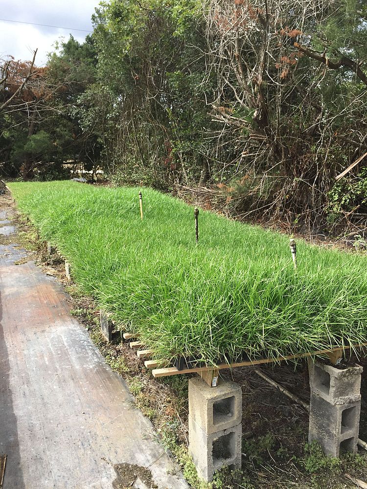 paspalum-vaginatum-seashore-paspalum