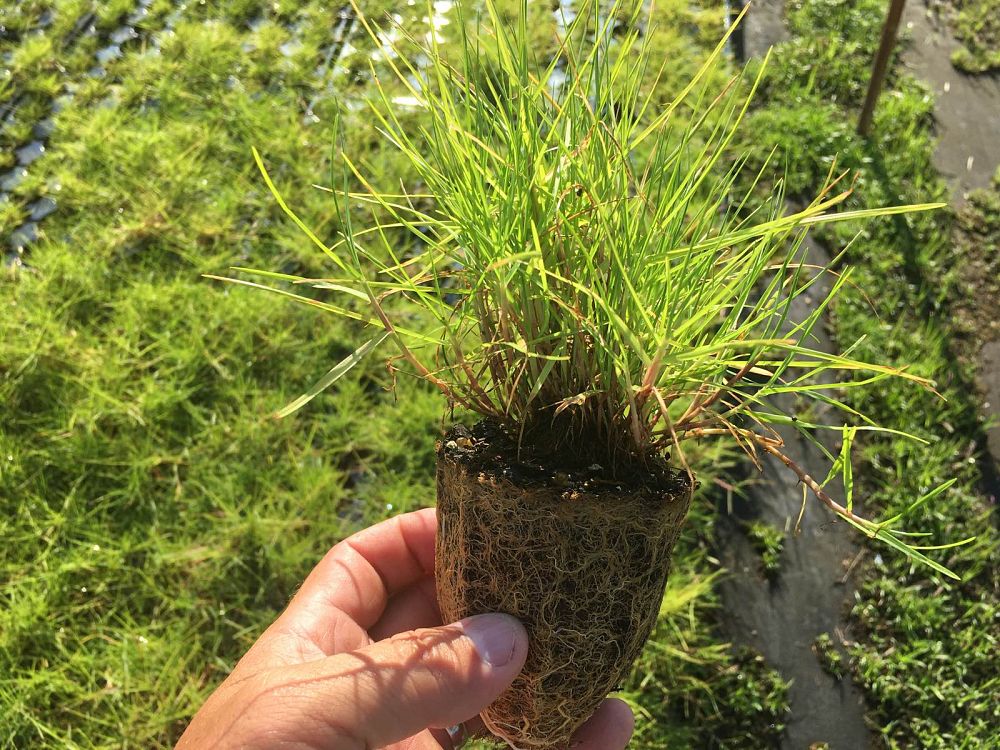 paspalum-vaginatum-seashore-paspalum