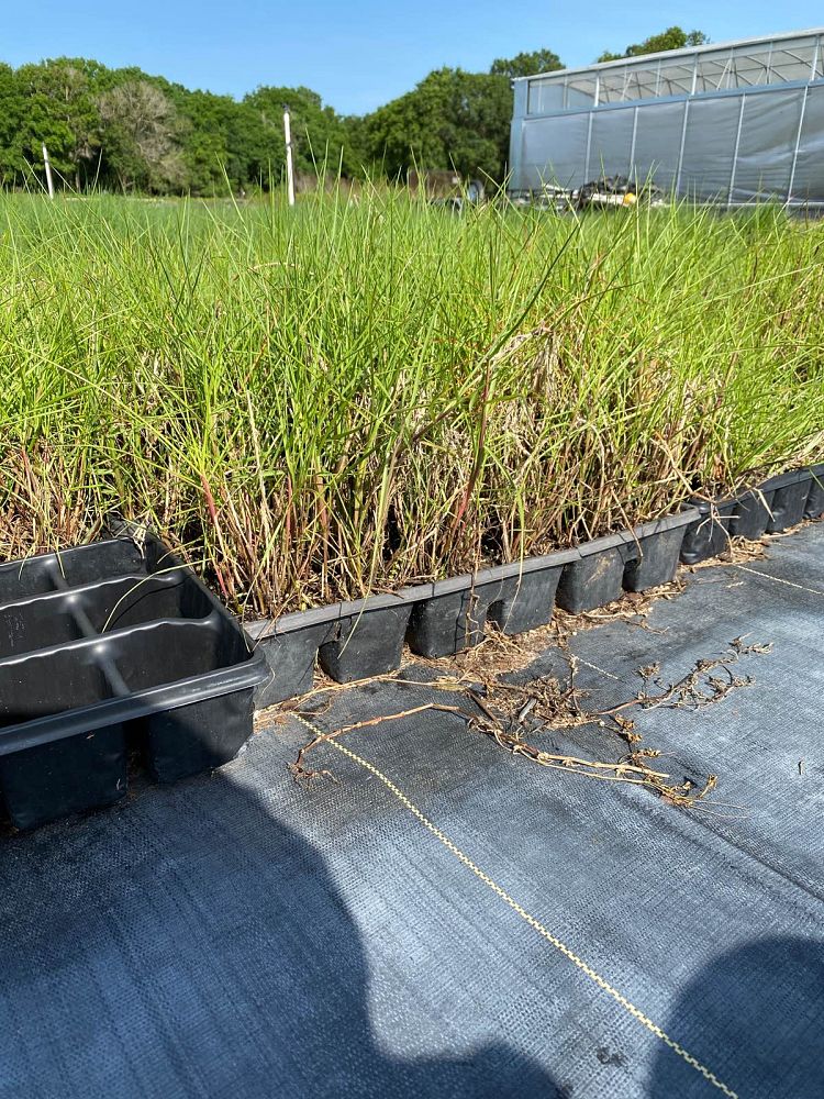 paspalum-vaginatum-seashore-paspalum
