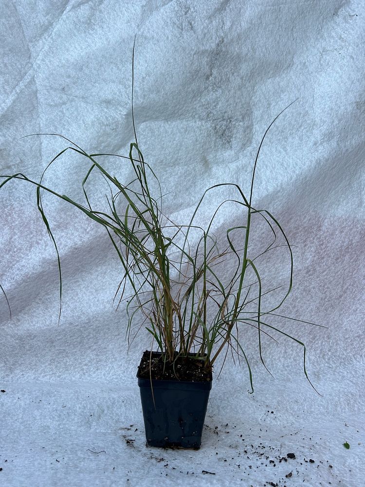 paspalum-vaginatum-seashore-paspalum