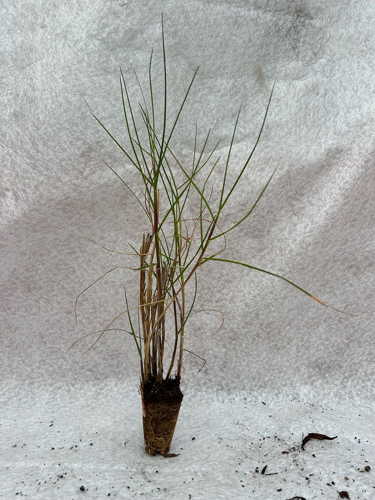 paspalum-vaginatum-seashore-paspalum