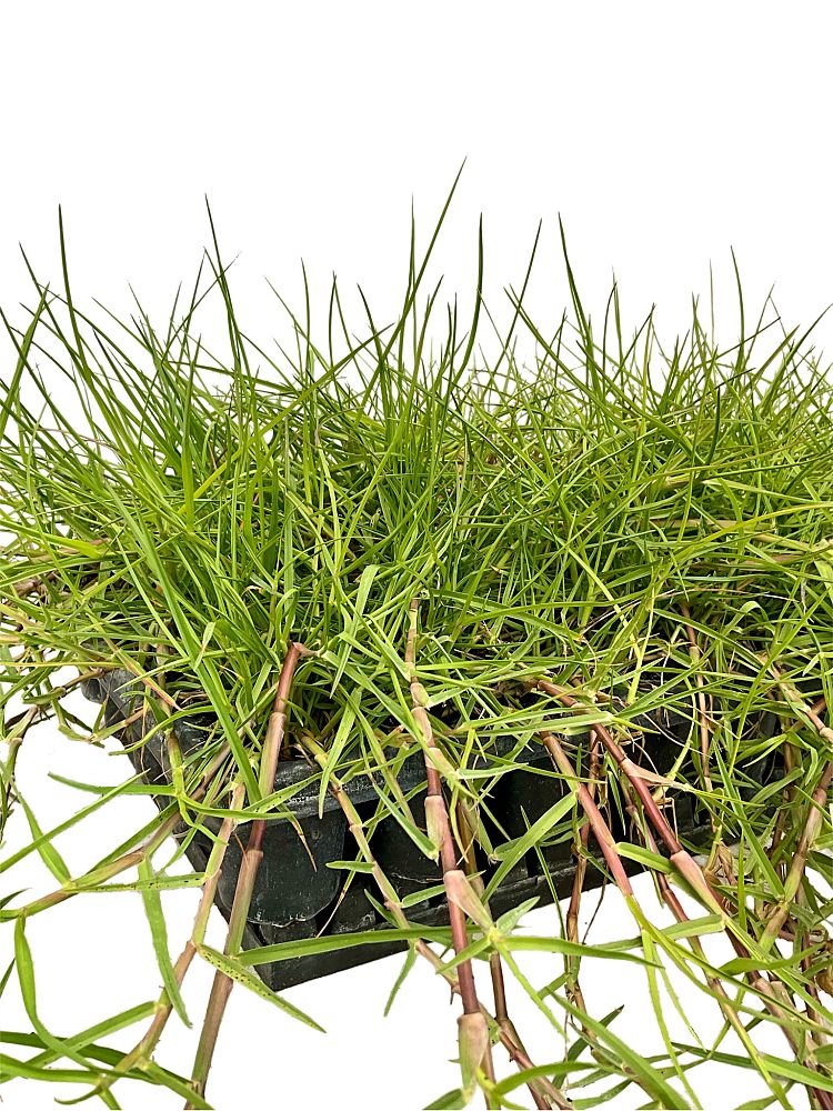 paspalum-vaginatum-seashore-paspalum