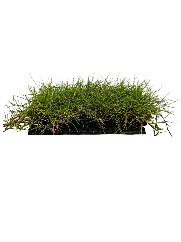 paspalum-vaginatum-seashore-paspalum