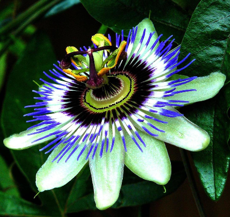 passiflora-caerulea-blue-passionflower-vine