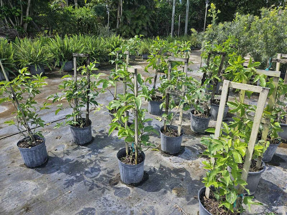 passiflora-caerulea-blue-passionflower-vine