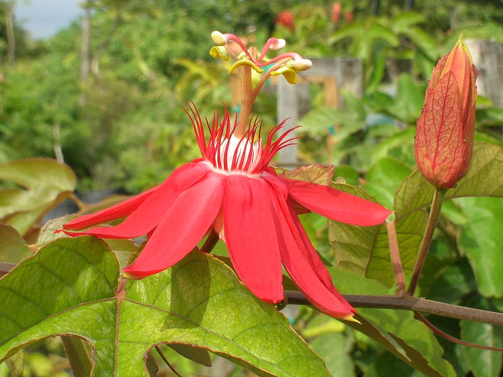 passiflora-coccinea-red-passionflower