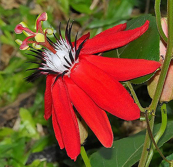 passiflora-coccinea-red-passionflower