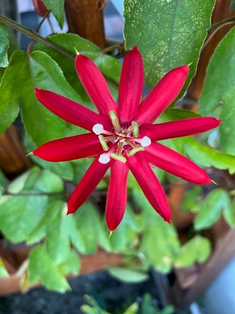 passiflora-coccinea-red-passionflower