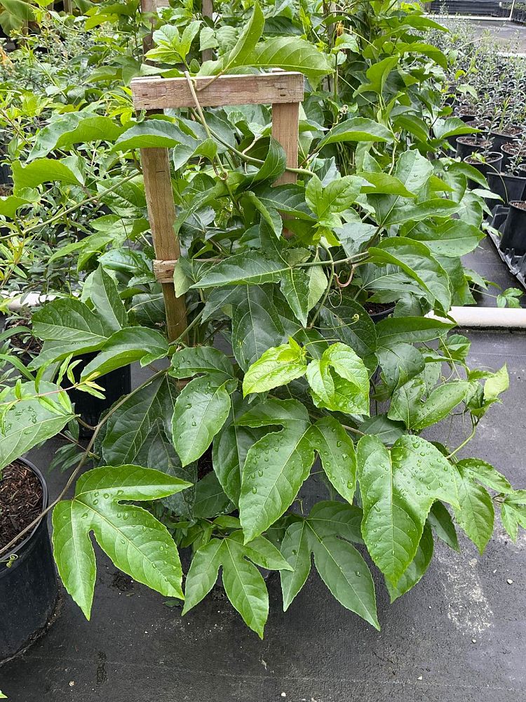 passiflora-edulis-passion-fruit