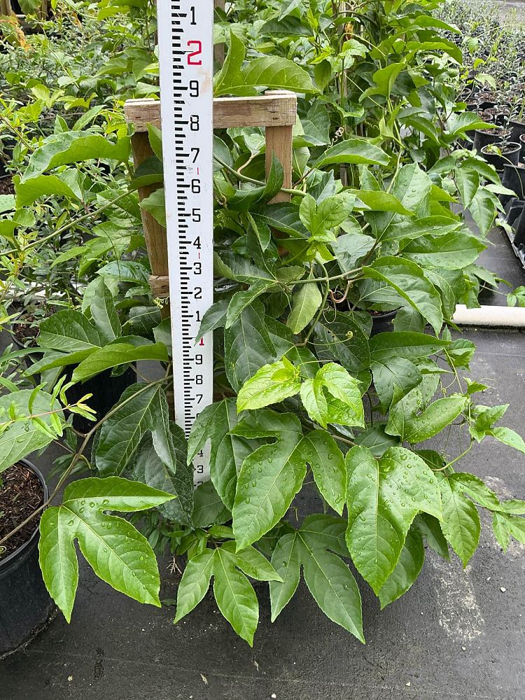 passiflora-edulis-passion-fruit