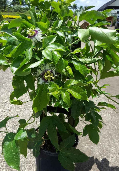 passiflora-edulis-purple-possum-granadilla-maracuja-passion-vine-passionvine-qarandila-passionfruit