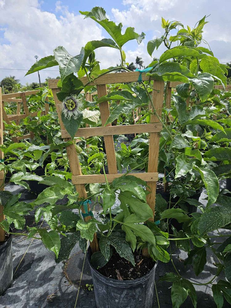 passiflora-edulis-purple-possum-granadilla-maracuja-passion-vine-passionvine-qarandila-passionfruit