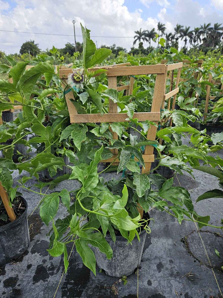 passiflora-edulis-purple-possum-granadilla-maracuja-passion-vine-passionvine-qarandila-passionfruit