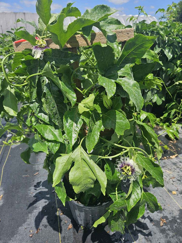 passiflora-edulis-purple-possum-granadilla-maracuja-passion-vine-passionvine-qarandila-passionfruit