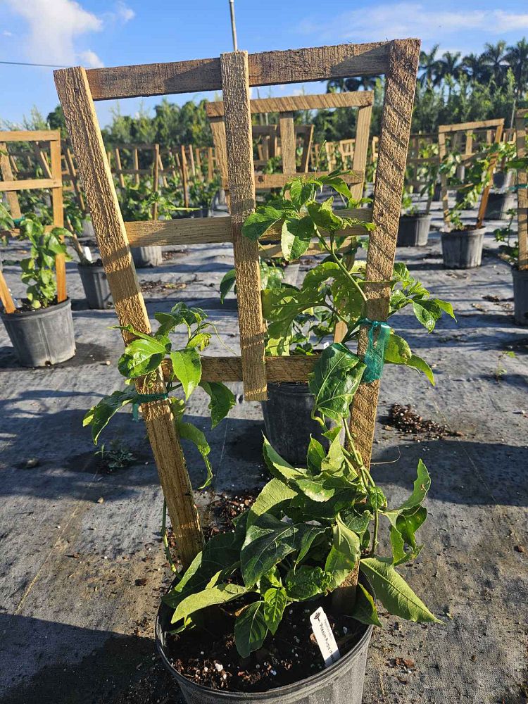 passiflora-edulis-purple-possum-granadilla-maracuja-passion-vine-passionvine-qarandila-passionfruit