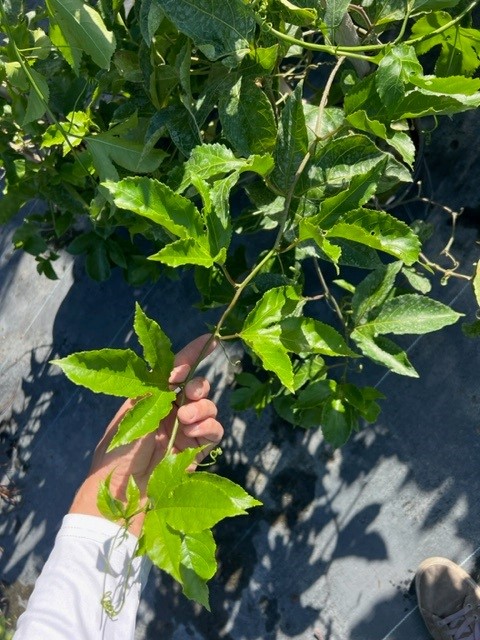 passiflora-edulis-purple-possum-granadilla-maracuja-passion-vine-passionvine-qarandila-passionfruit
