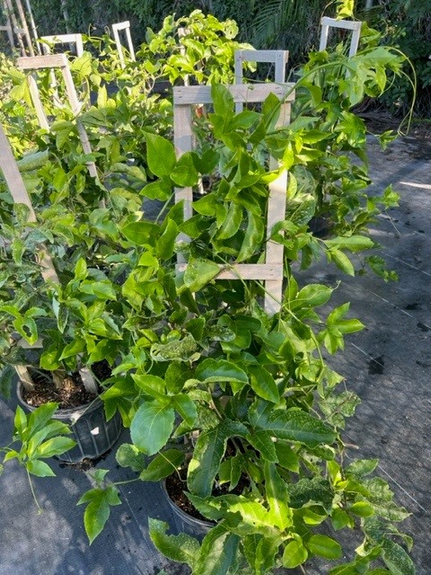 passiflora-edulis-purple-possum-granadilla-maracuja-passion-vine-passionvine-qarandila-passionfruit