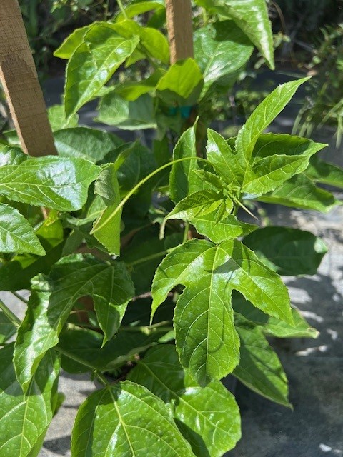passiflora-edulis-purple-possum-granadilla-maracuja-passion-vine-passionvine-qarandila-passionfruit