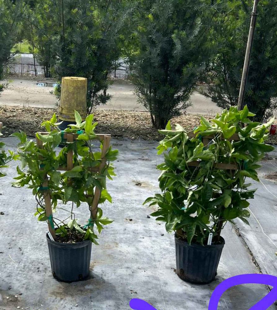 passiflora-edulis-purple-possum-granadilla-maracuja-passion-vine-passionvine-qarandila-passionfruit