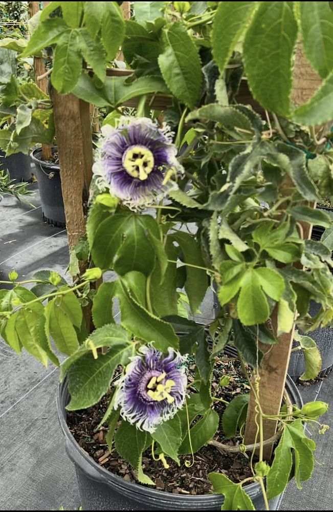 passiflora-edulis-purple-possum-granadilla-maracuja-passion-vine-passionvine-qarandila-passionfruit