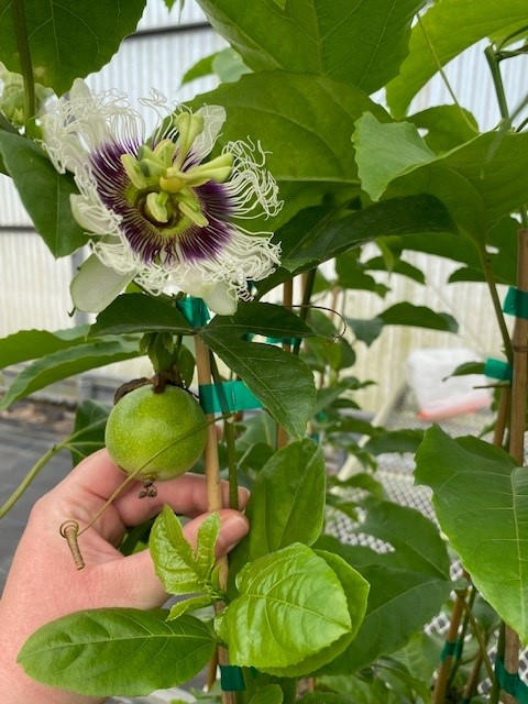 passiflora-edulis-red-rover-granadilla-maracuja-passion-vine-passionvine-qarandila-passionfruit