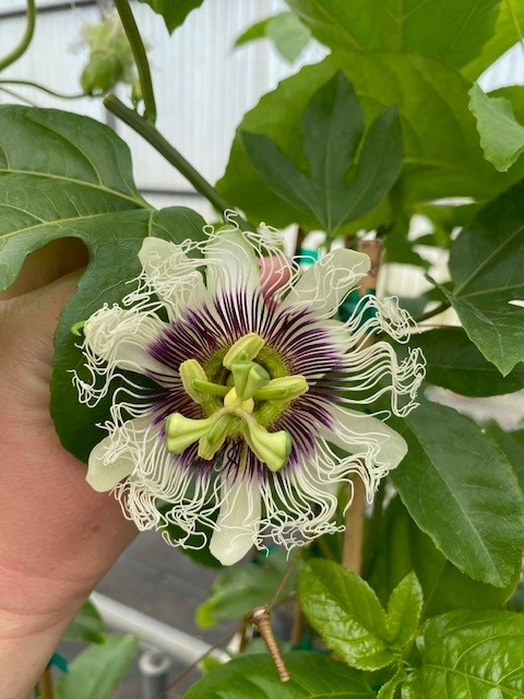 passiflora-edulis-red-rover-granadilla-maracuja-passion-vine-passionvine-qarandila-passionfruit